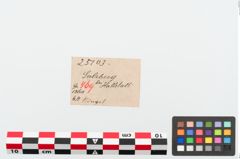 Etiketten zu Bronzering (NHMW-PRAE-025103)
